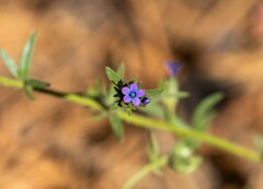 Allophyllum gilioides
