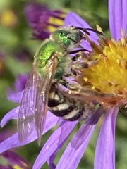 Agapostemon virescens
