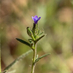 Allophyllum gilioides