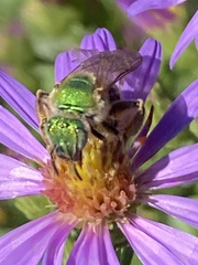 Agapostemon virescens