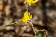 Hibbertia montana