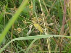 Mecyna flavalis