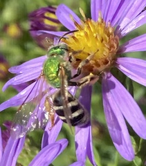Agapostemon virescens