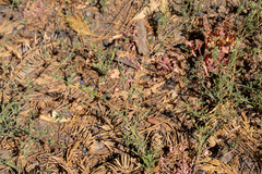 Allophyllum gilioides