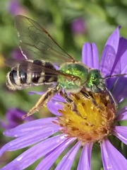 Agapostemon virescens