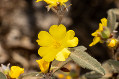 Hibbertia montana