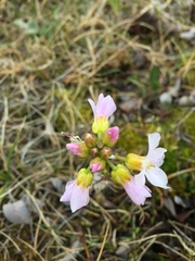 Cardamine polemonioides