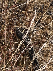 Thamnophis sirtalis concinnus