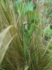Mantis religiosa