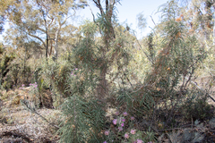 Banksia armata