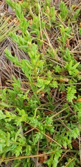 Threlkeldia diffusa