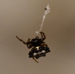 Gasteracantha kuhli