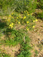 Osteospermum spinosum
