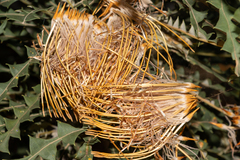 Banksia armata