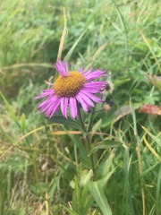 Erigeron peregrinus