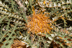 Banksia armata