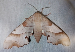 Marumba quercus