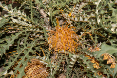 Banksia armata