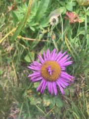 Erigeron peregrinus