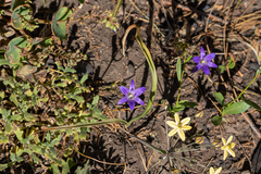 Brodiaea terrestris kernensis