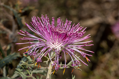 Isopogon dubius