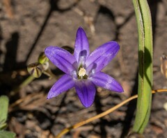 Brodiaea terrestris kernensis