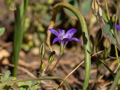 Brodiaea terrestris kernensis