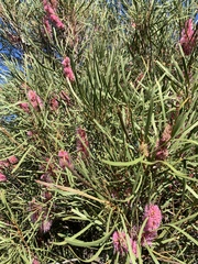 Hakea drupacea