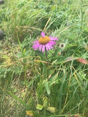 Erigeron peregrinus