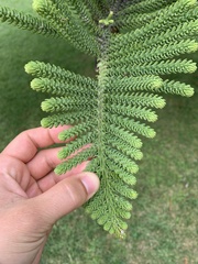 Araucaria