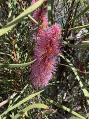Hakea drupacea