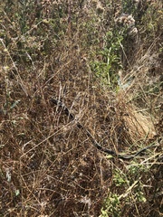 Thamnophis sirtalis concinnus