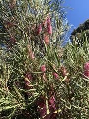 Hakea drupacea