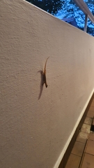 Hemidactylus frenatus