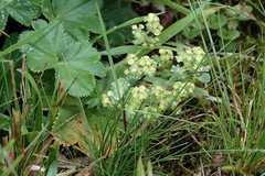 Alchemilla mollis