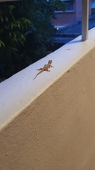 Hemidactylus frenatus