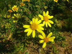 Osteospermum spinosum