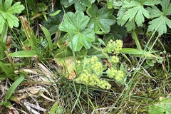 Alchemilla mollis