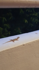 Hemidactylus frenatus