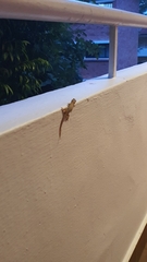 Hemidactylus frenatus