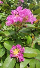 Lagerstroemia