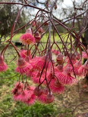 Eucalyptus caesia