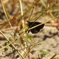 Pyrginae