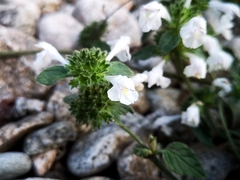 Galeopsis segetum