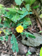 Biophytum sensitivum