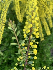 Acacia acinacea