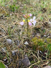 Cardamine polemonioides