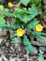 Biophytum sensitivum