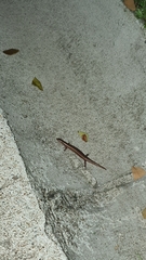 Subdoluseps bowringii
