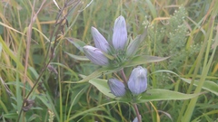 Gentiana × pallidocyanea